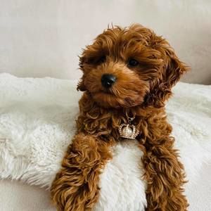 Meet your Posher, Simona